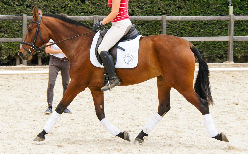 First weeks under saddle - Hechizo VG 3 years