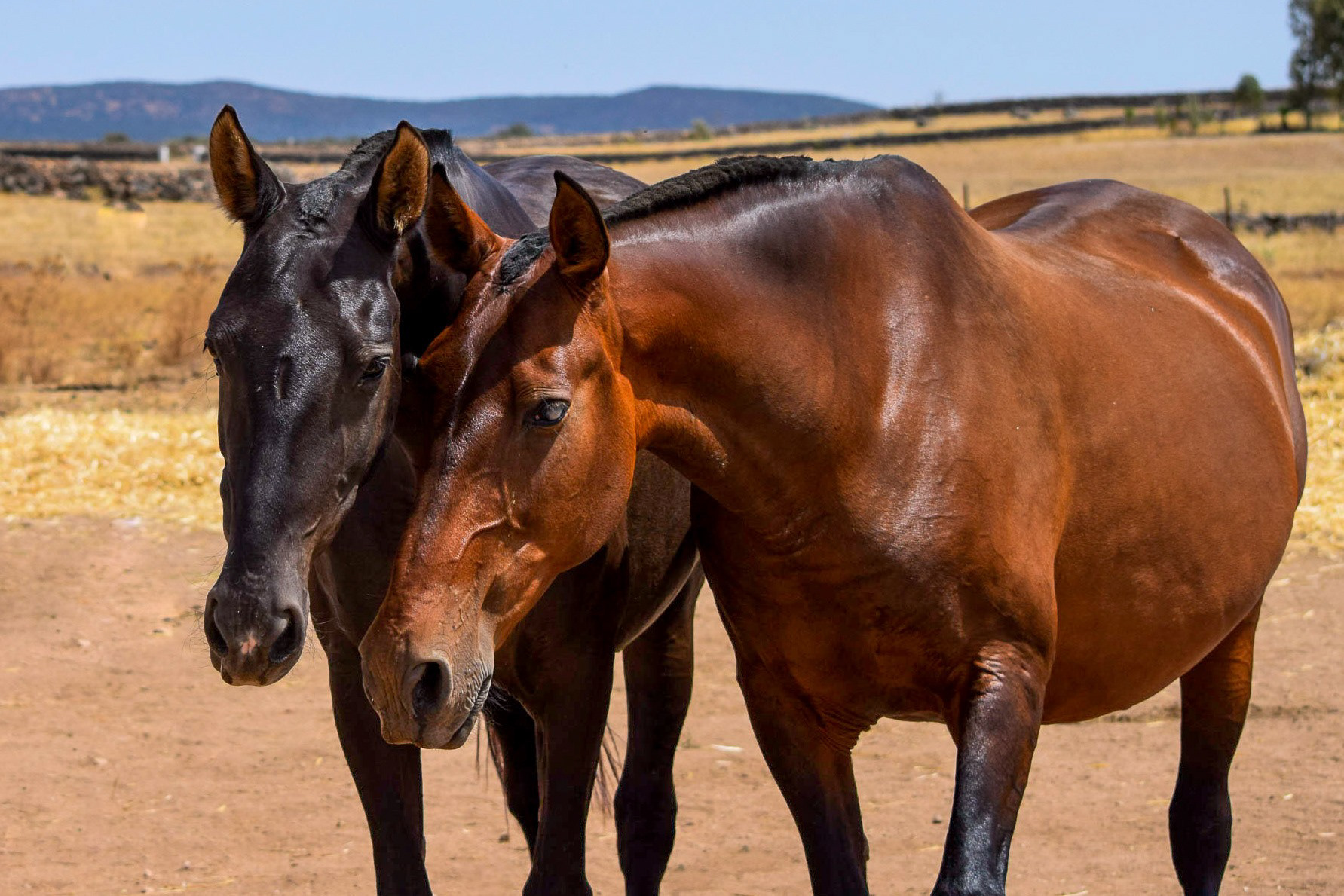 Gramola & Inducida IV, PRE Andalusian Brood Mares. © CavalReal