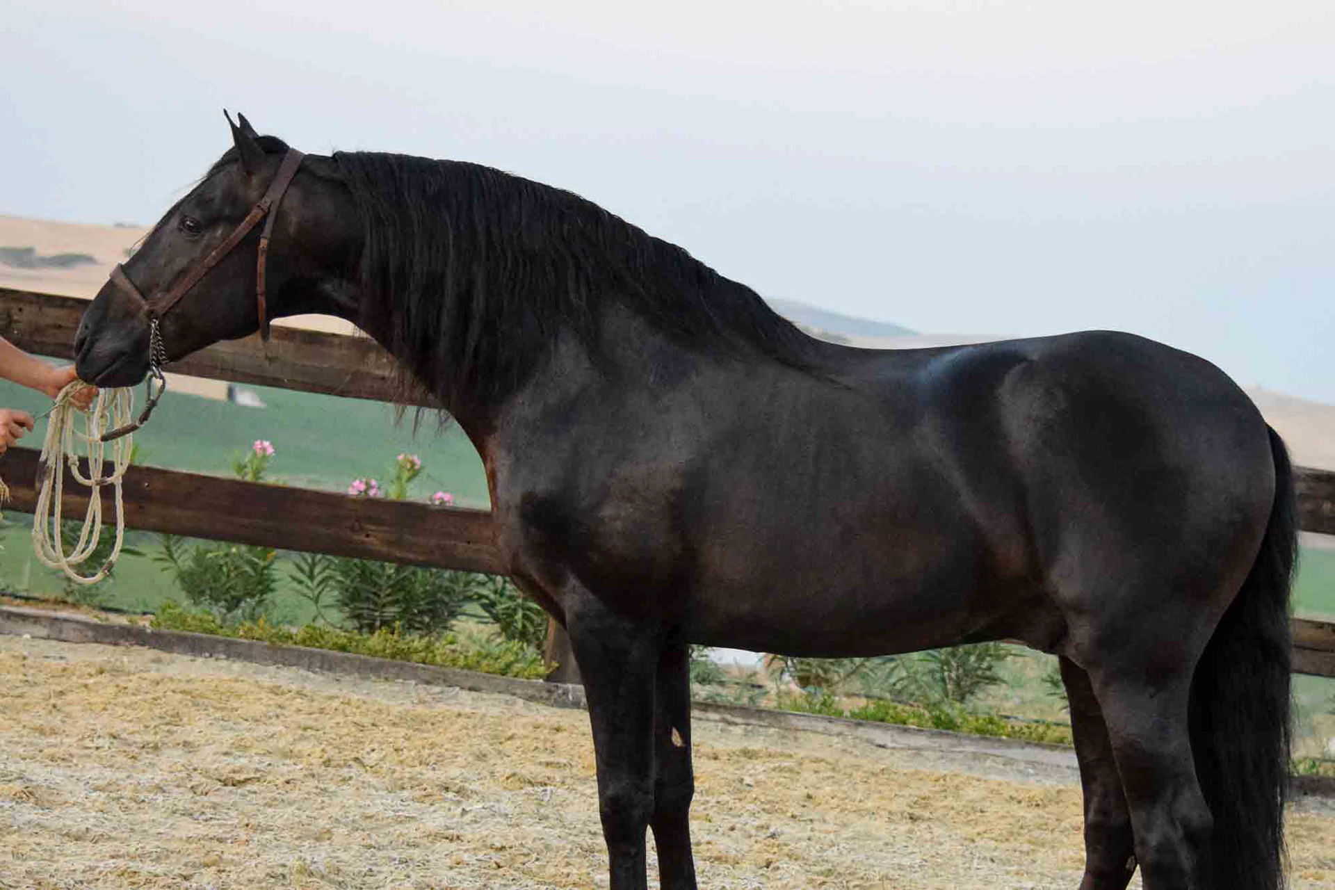 Black PRE Stallion © VCR 2018