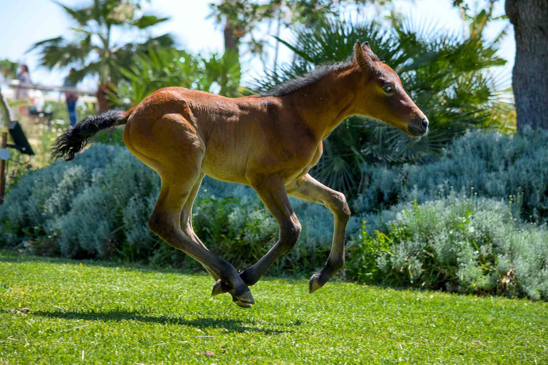 "Coco" (Atiza II x Hiedra VG, CavalReal 2019)
