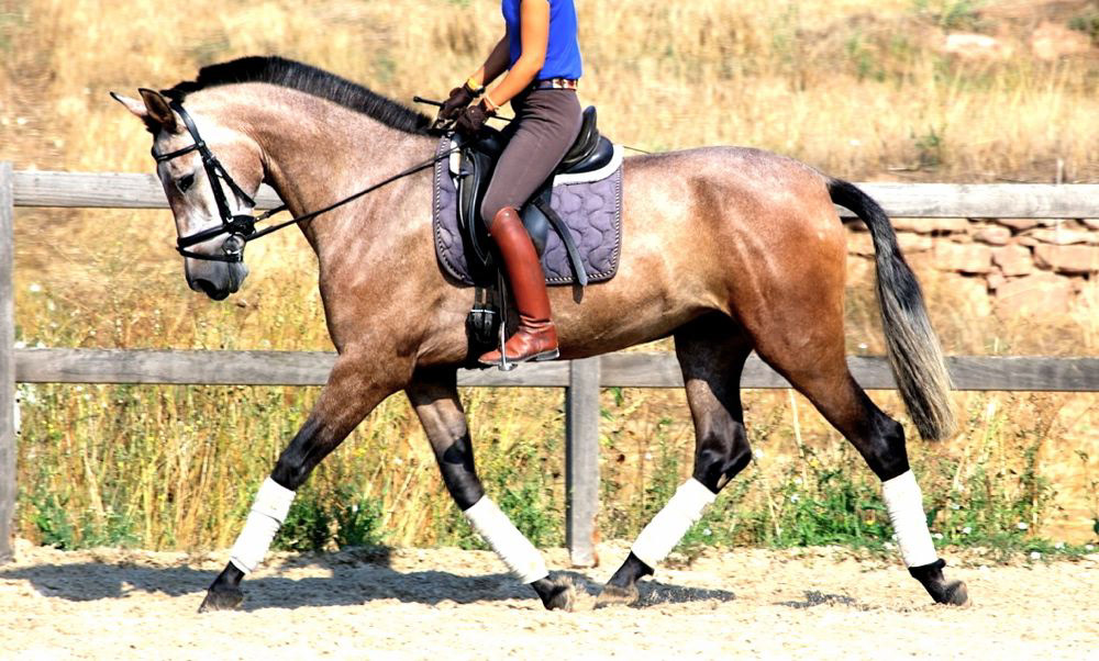 Hiedra VG