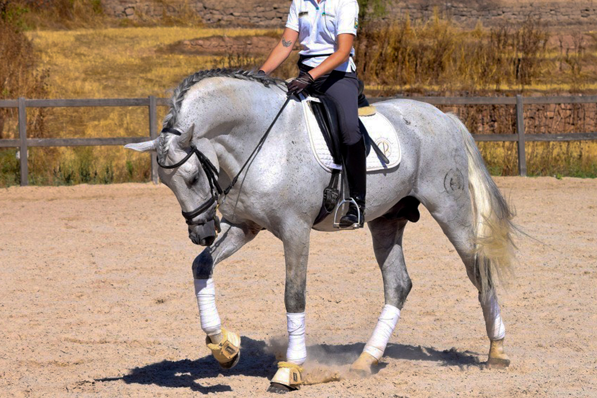 Dressage Class with PRE Stallion