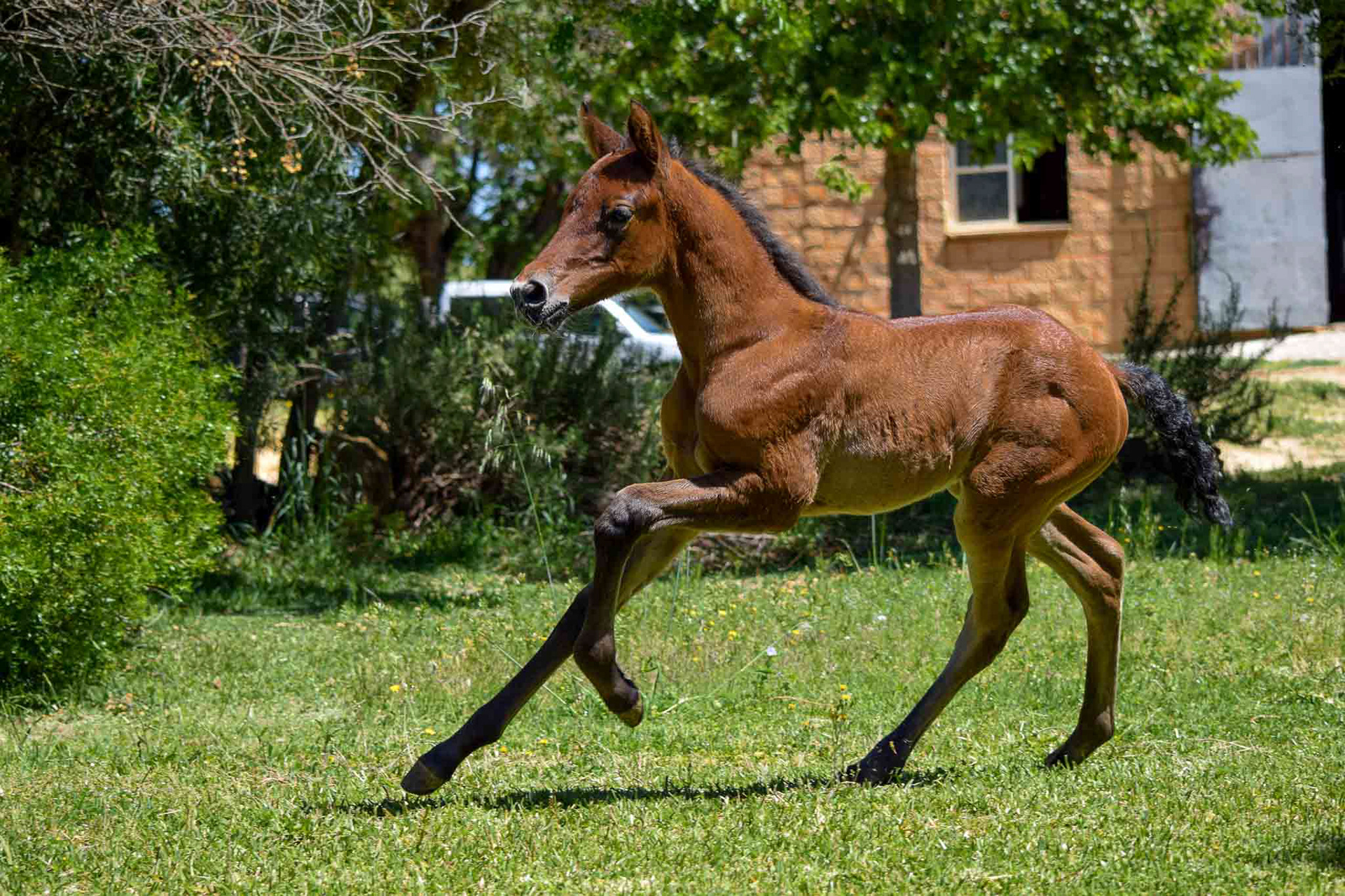 "Coco" (Atiza II x Hiedra VG, CavalReal 2019)
