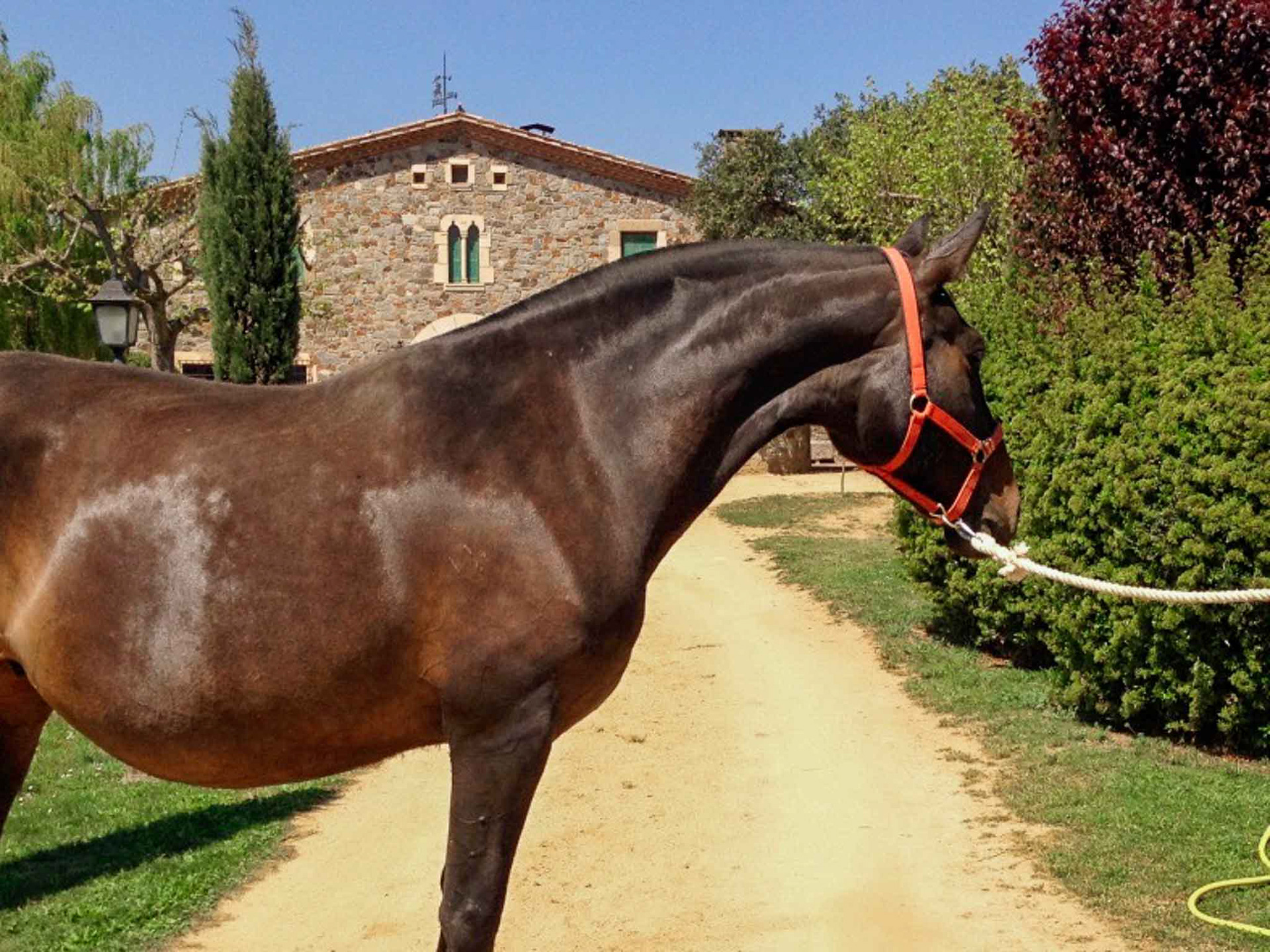 Esmeralda CXXXV