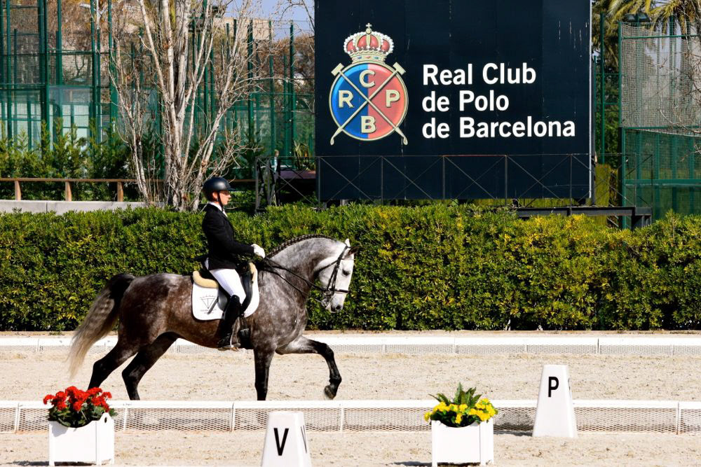 PRE Stallion Ambicioso VG Wins Gold. Photo © CavalReal