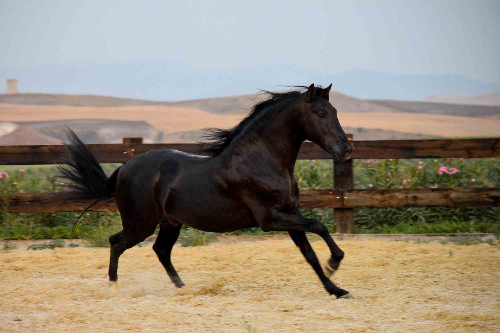 Black PRE Stallion © VCR 2018