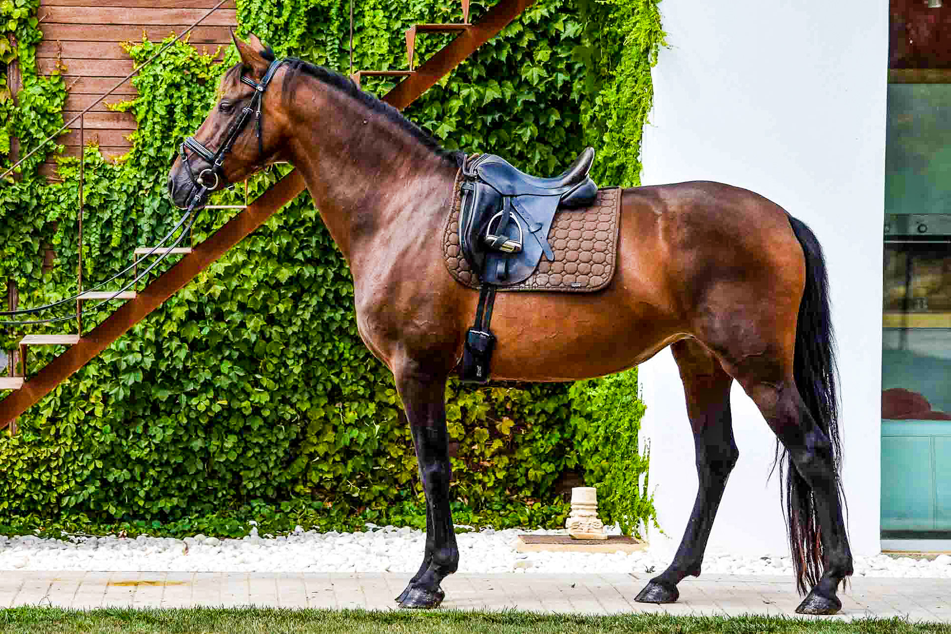 PRE Andalusian Mare, 4 Years. © CavalReal. All Rights Reserved.
