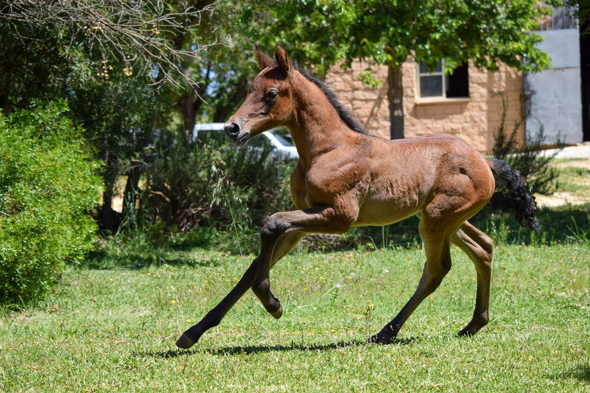 Farido "Coco" Real (Atiza II x Hiedra VG), 1 month/mes