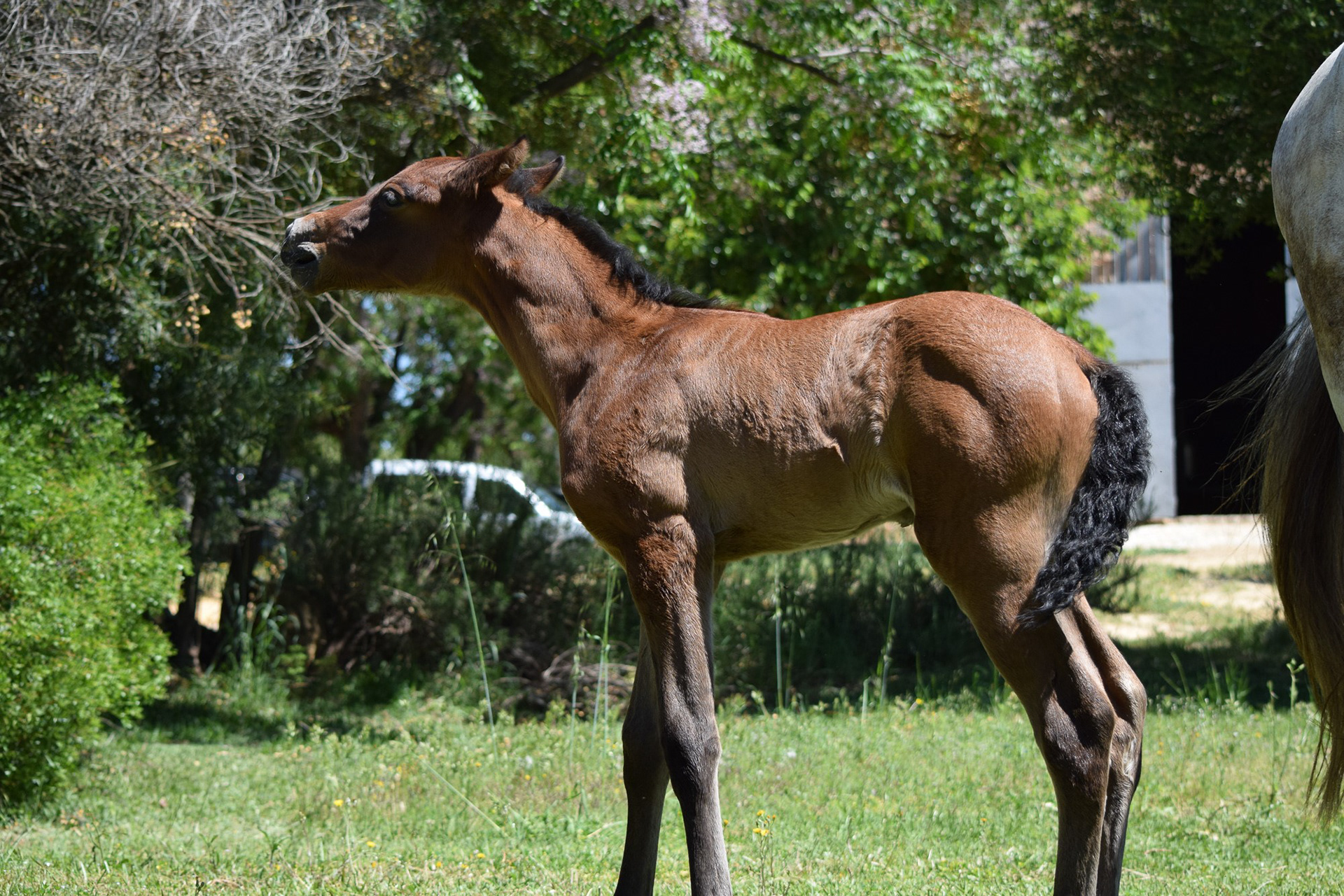 Farido "Coco" Real (Atiza II x Hiedra VG), 1 month/mes