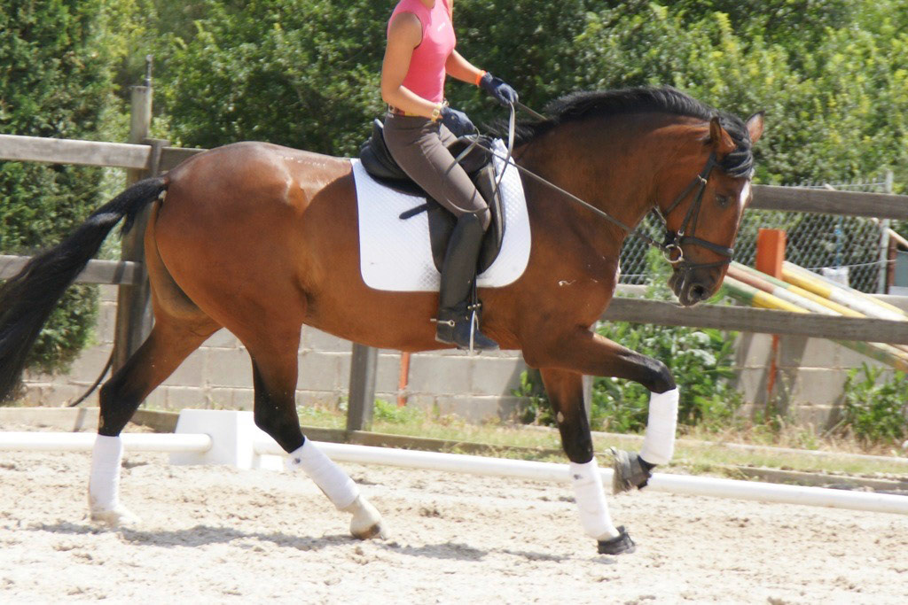 Gala VG 4 years