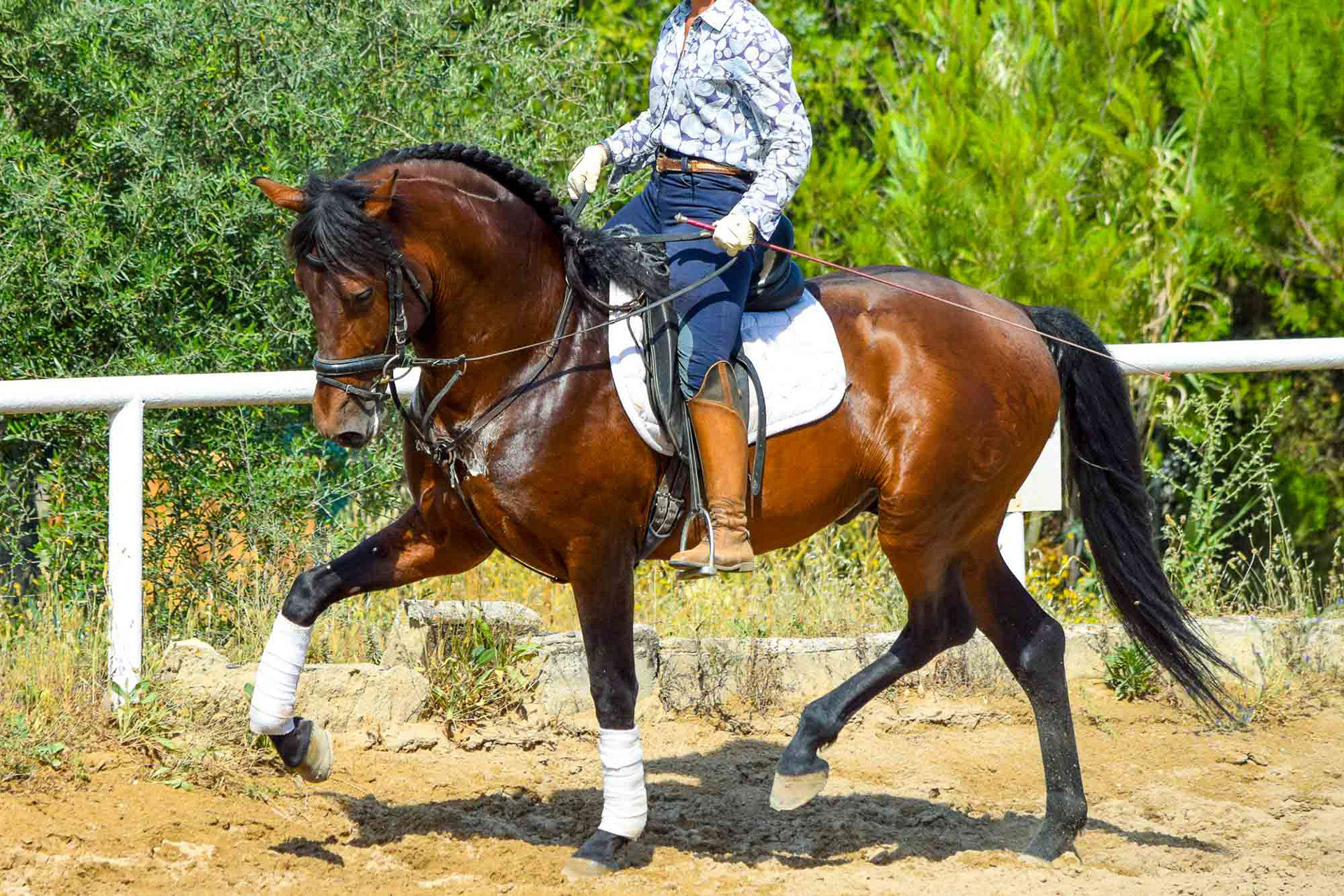 Alpha Real PRE Dressage Prospect 5 years © Valentina CR 2019