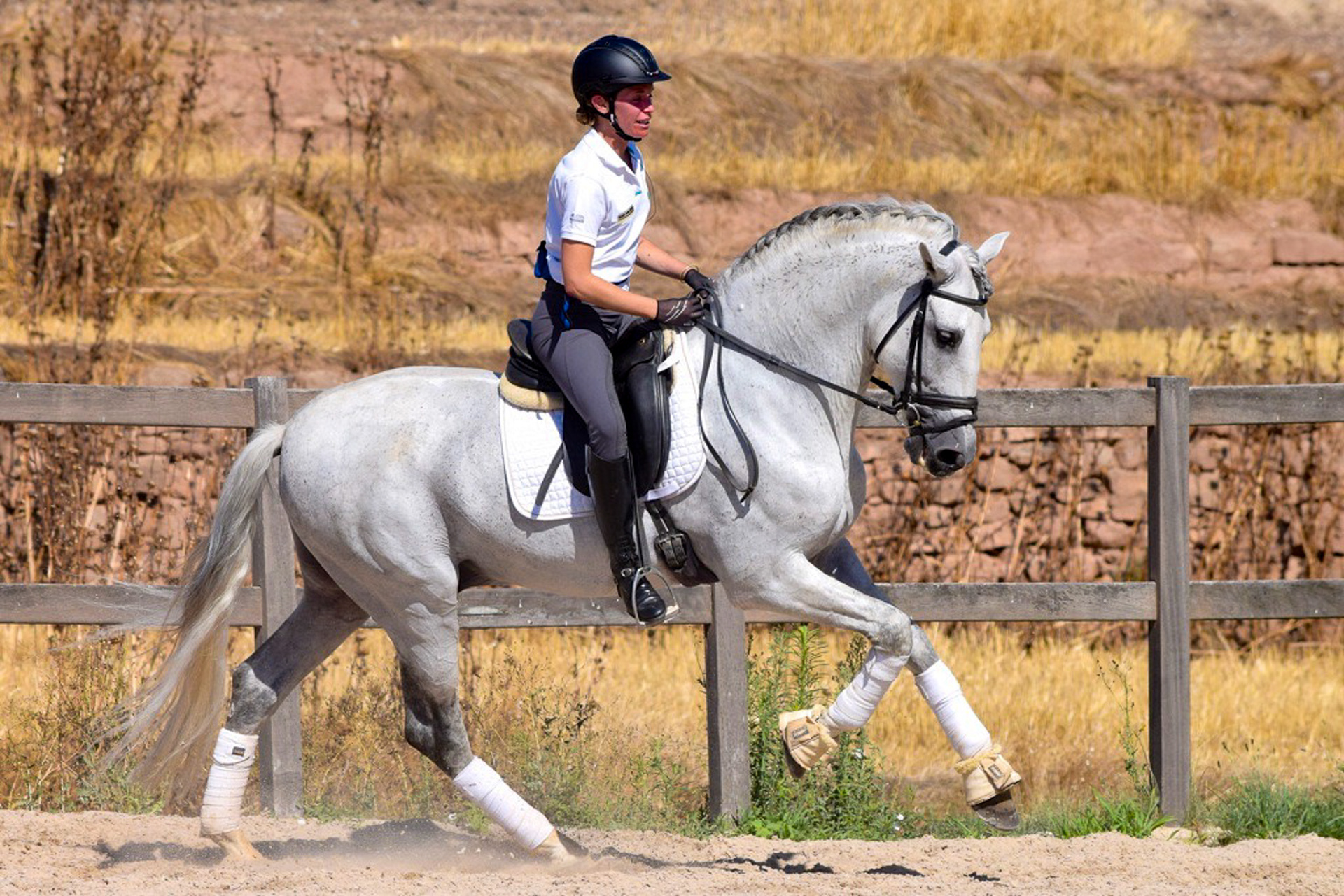Dressage Class with PRE Stallion
