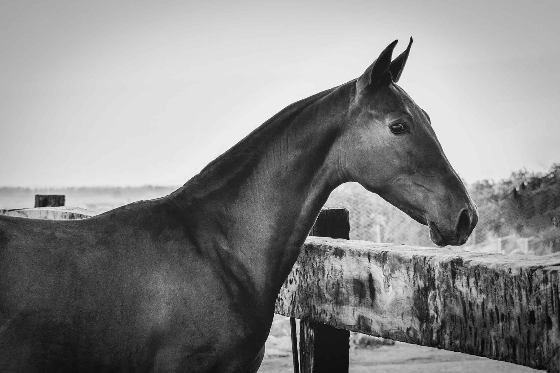 Electra Real, Pura Raza Española Mare © CavalReal