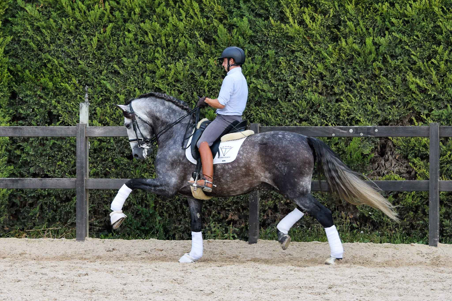 PRE Andalusian Stallion Ambicioso VG. Photo © CavalReal