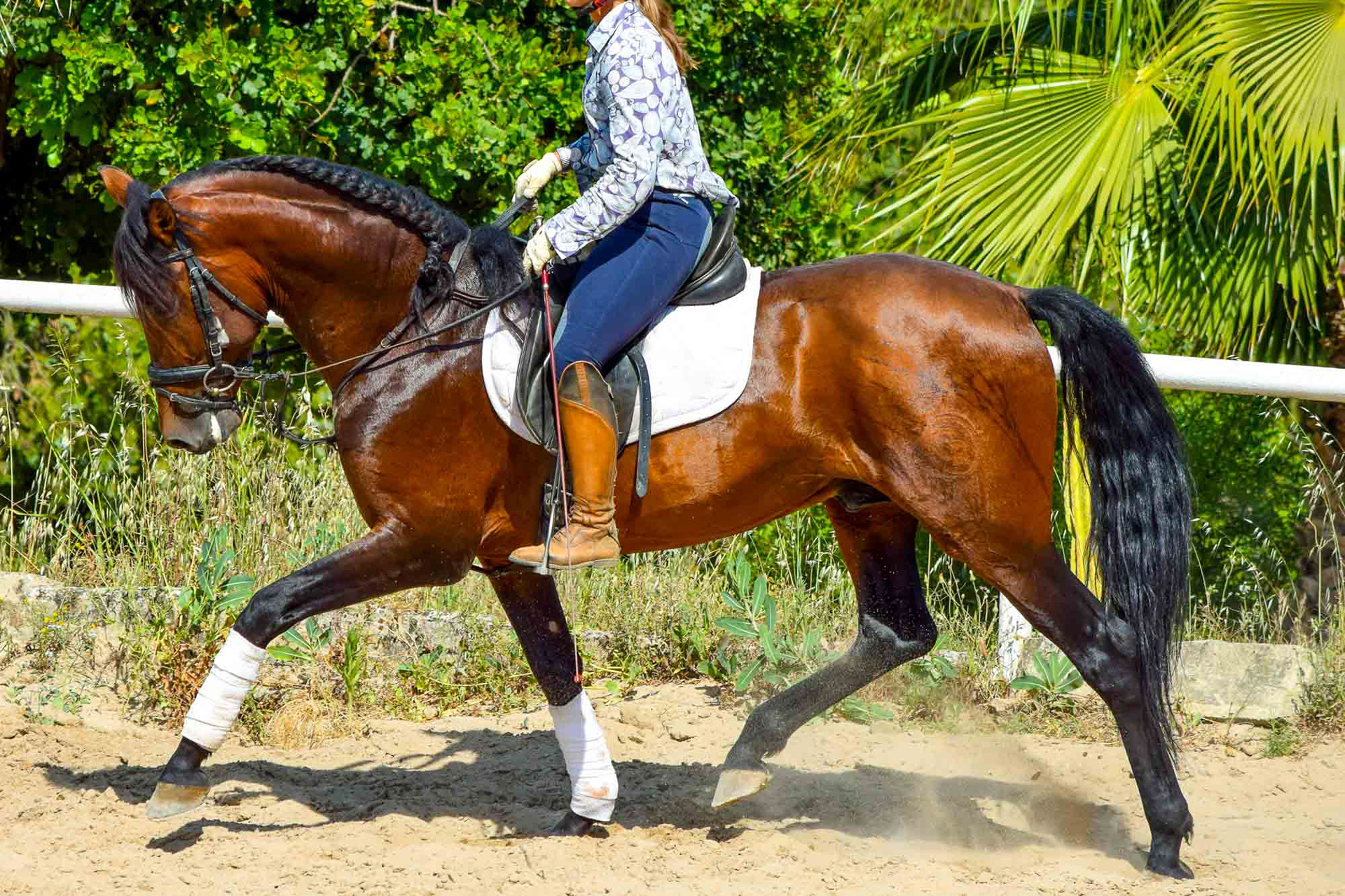 Alpha Real PRE Dressage Prospect 5 years © Valentina CR 2019