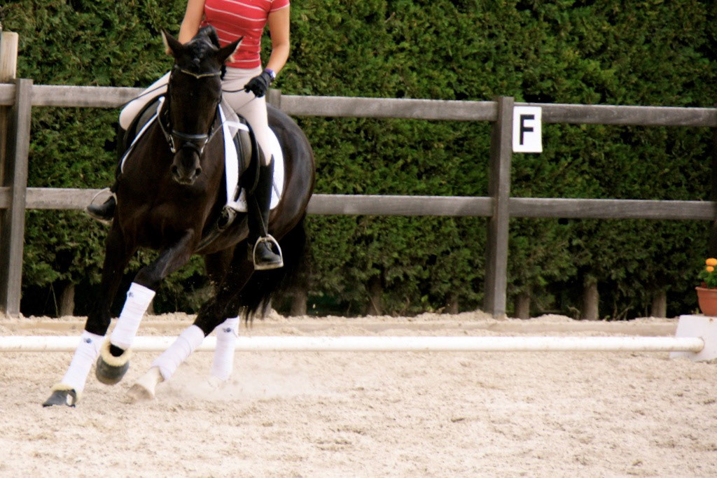 Black PRE Stallion, 3 years