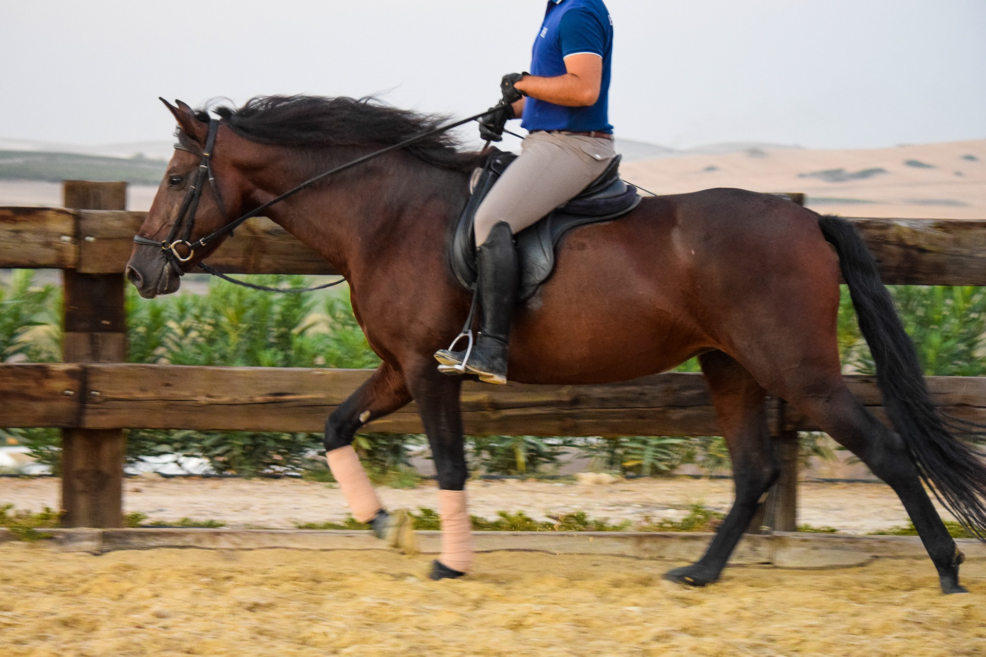 Sueca III, PRE Andalusian Mare, 5 years / años. © CavalReal