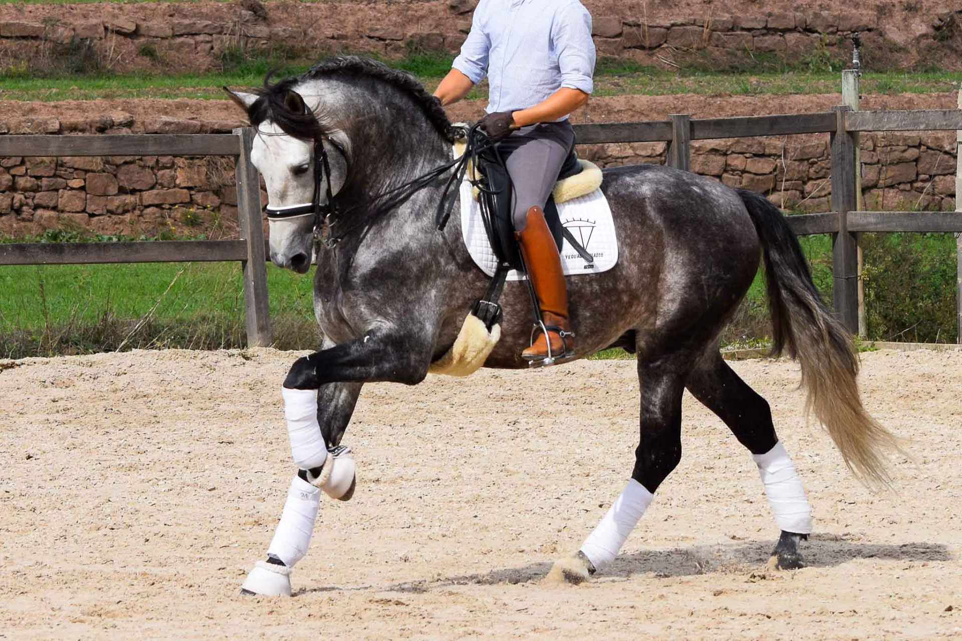 PRE Andalusian Stallion Ambicioso VG. Photo © CavalReal