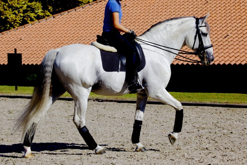 Fer Bulería Training at Betriz Ferrer Salat's installations Villa Equus