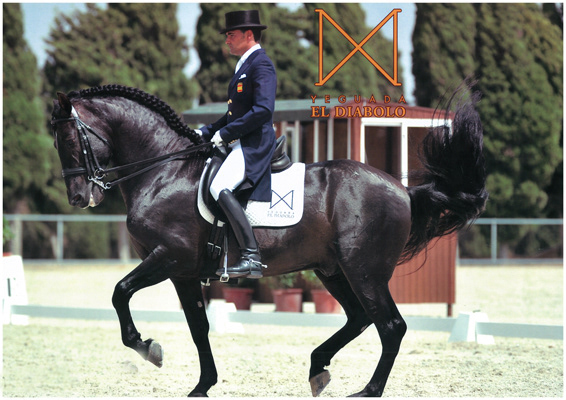 Inducida's brother Intruso X ridden by José Antonio Mena © Yeguada Diabolo