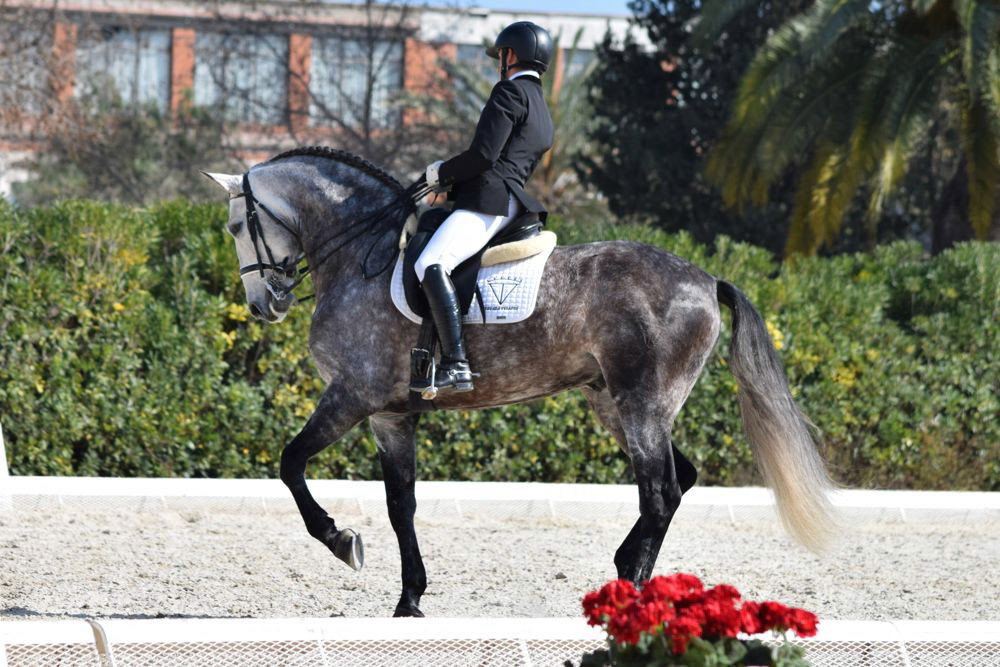 PRE Stallion Ambicioso VG Wins Gold. Photo © CavalReal