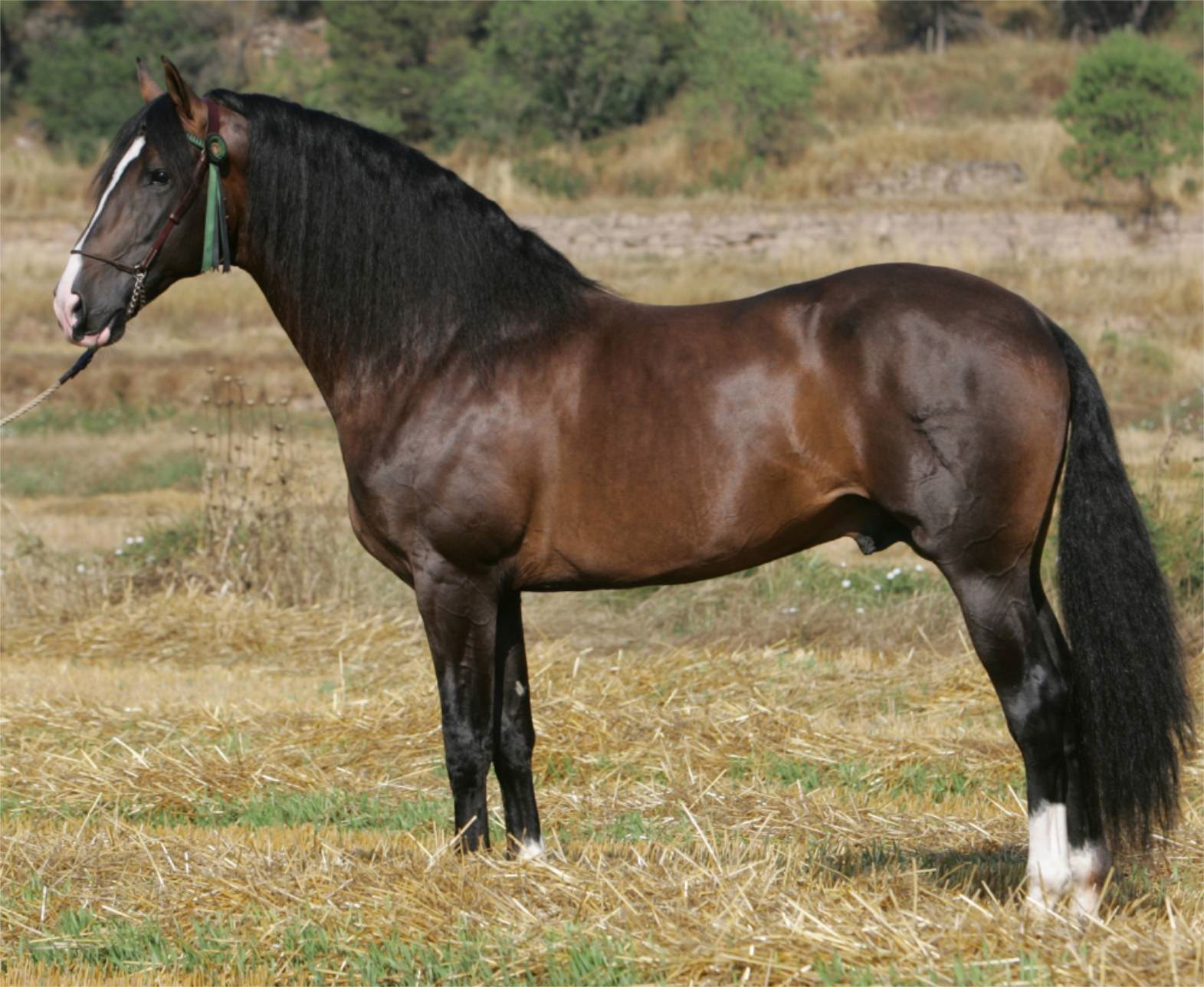 Gala's father Mariscal XLIX