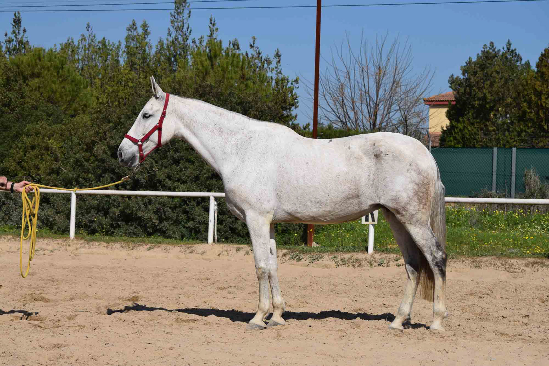 Hiedra VG
