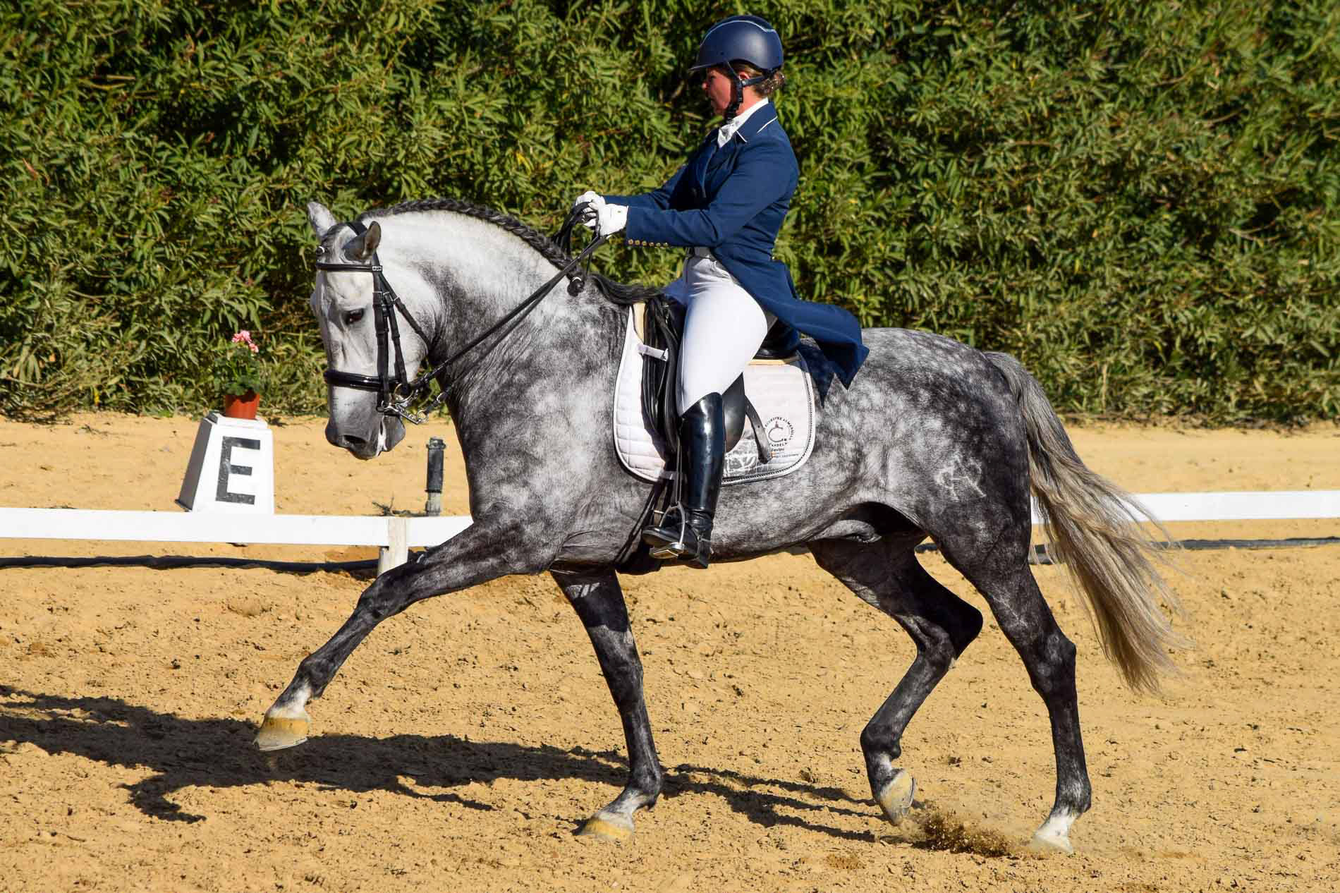 PRE Andalusian GP Prospect © VCR