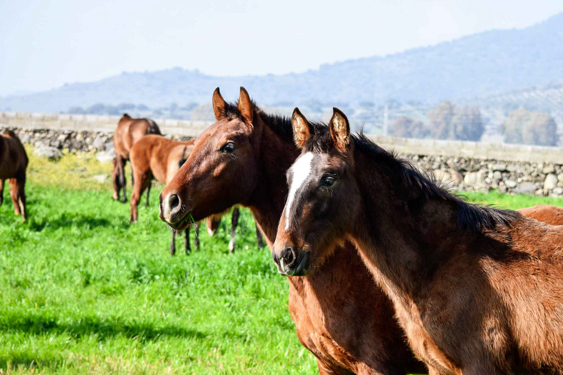 Winter pasture in Spain