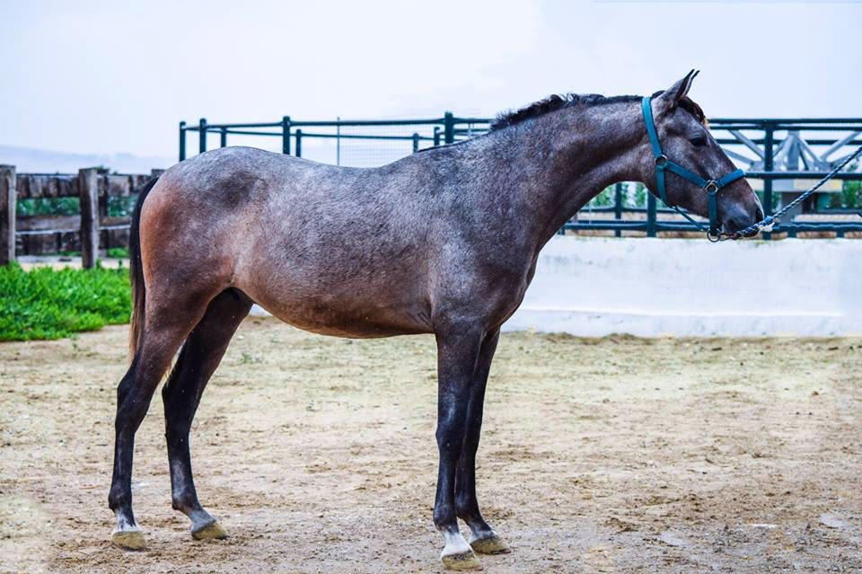 Calypso Real, 2 years / años. © CavalReal