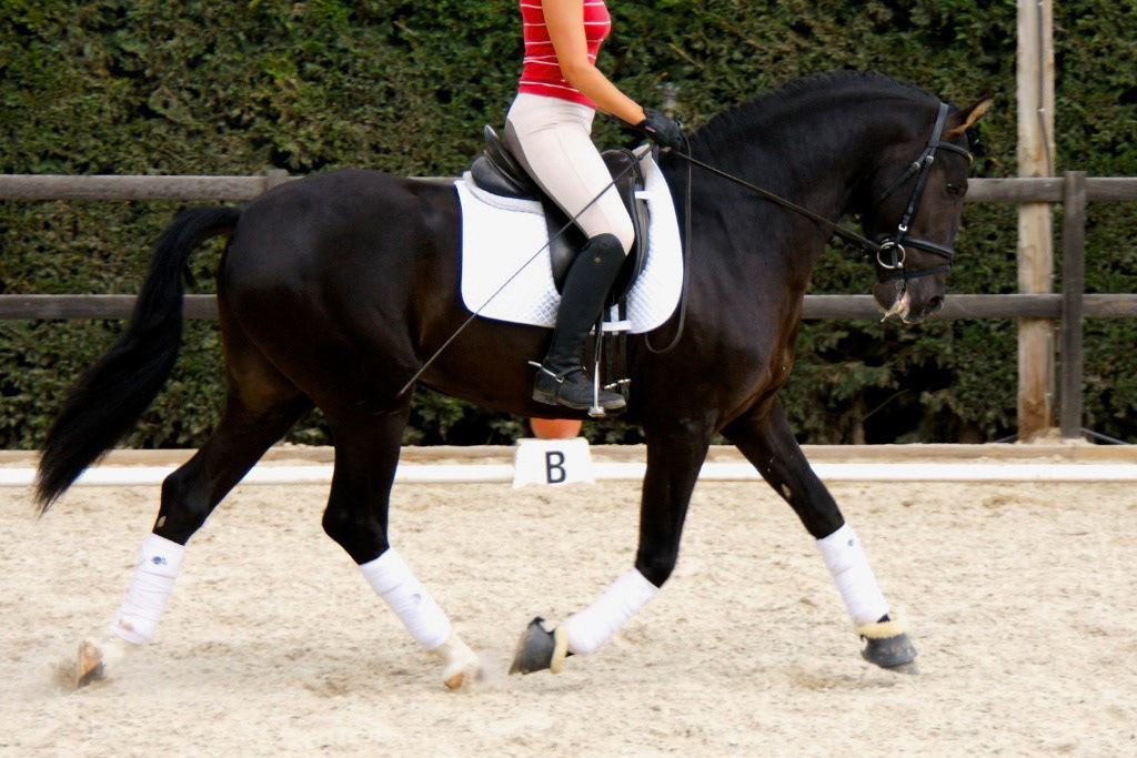 Black PRE Stallion, 3 years