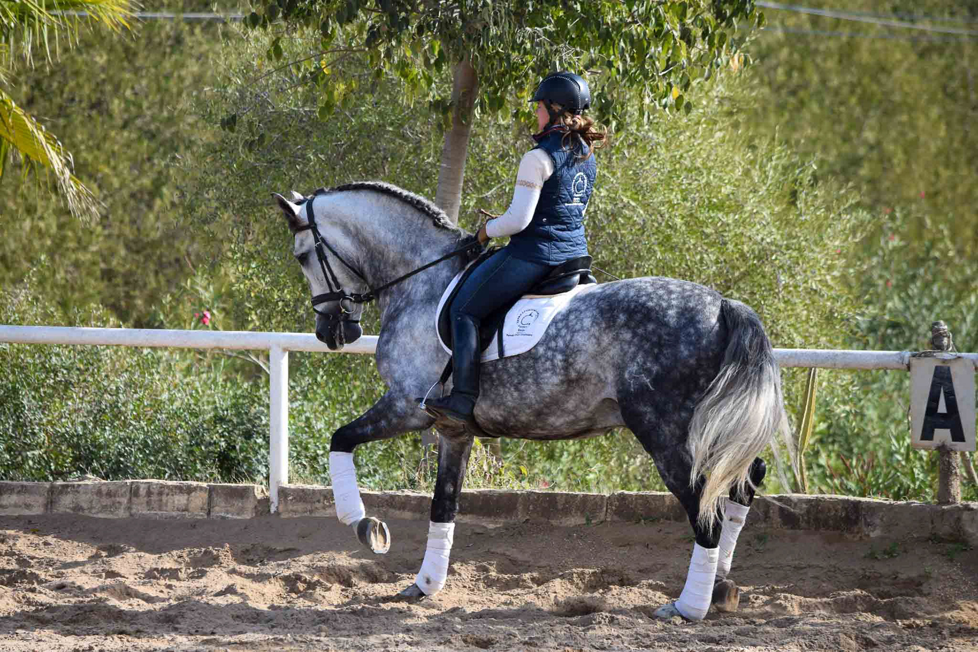 PRE Andalusian Grand Prix Prospect © VCR