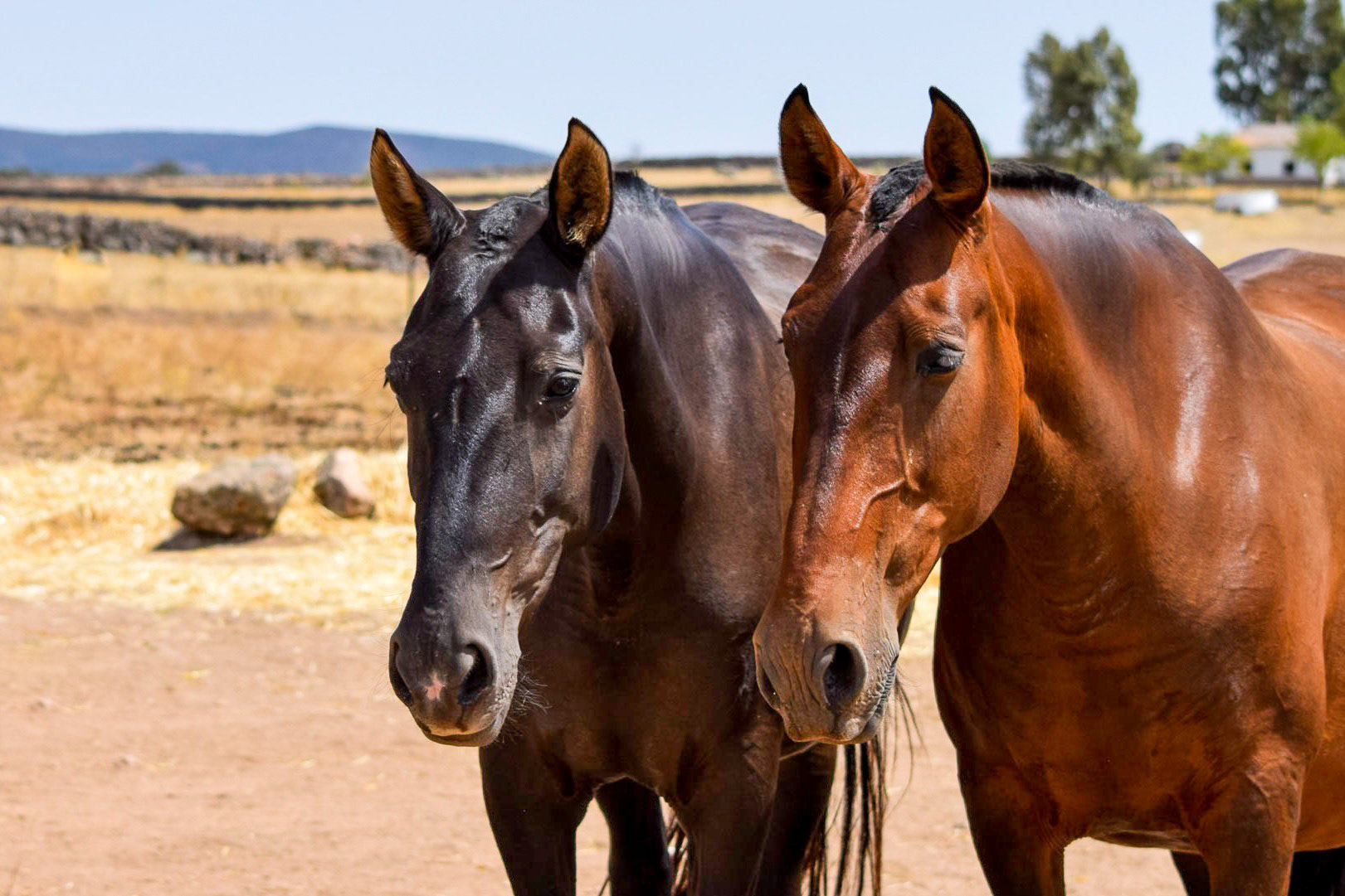 Gramola & Inducida IV, PRE Andalusian Brood Mares. © CavalReal