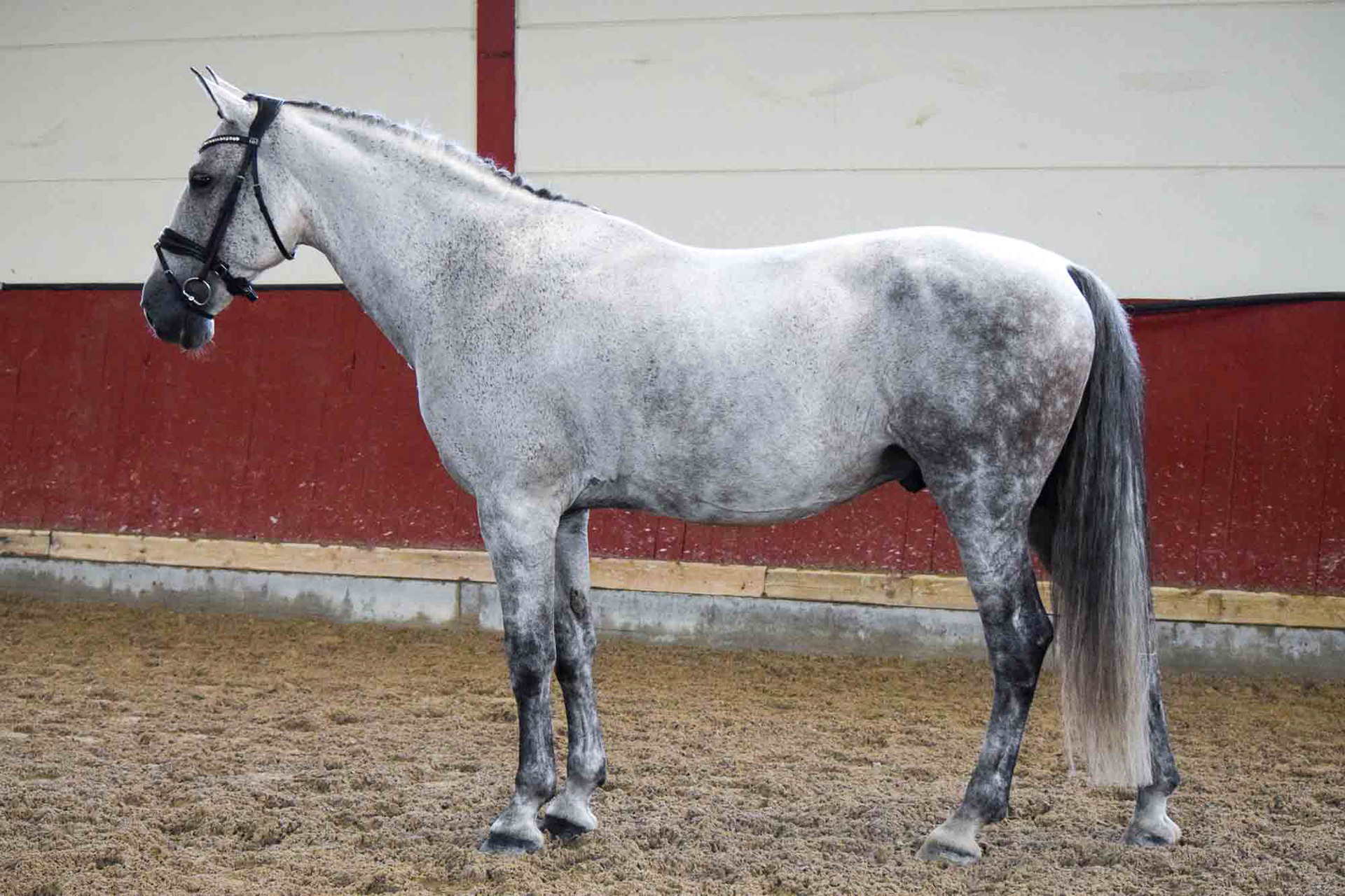 Alcázar Real 8 years