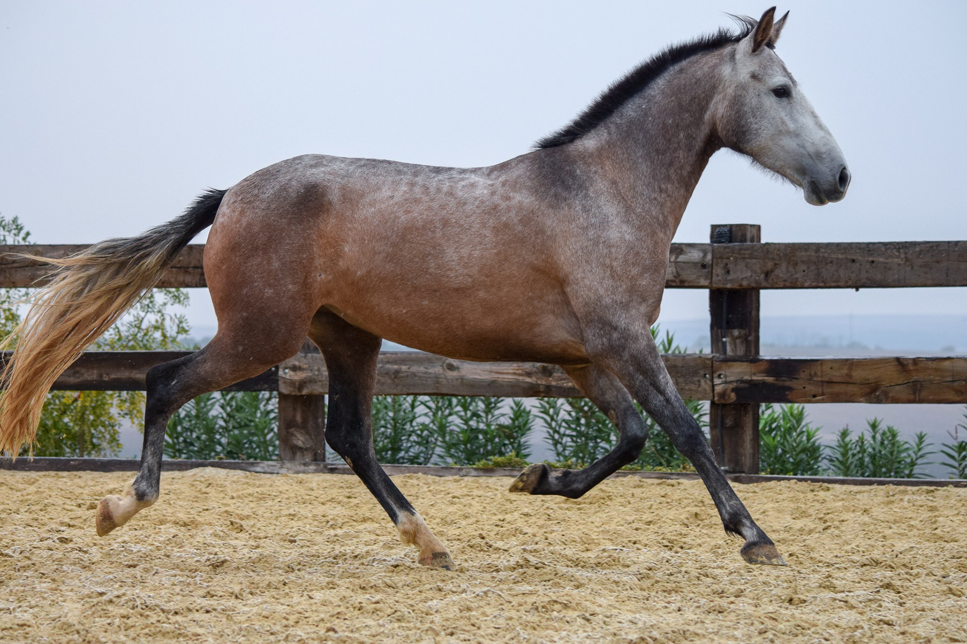 Bohemia Real, Pura Raza Española, 2 years / años