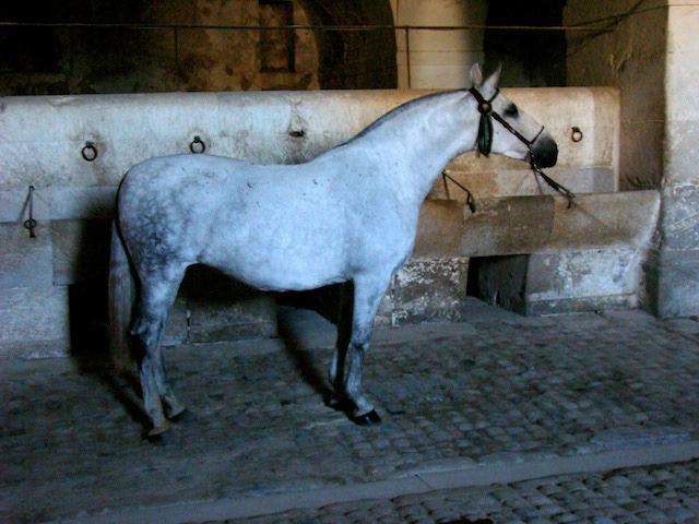 Hiedra's mother Mañosa V (Mañoso II x Lectora)