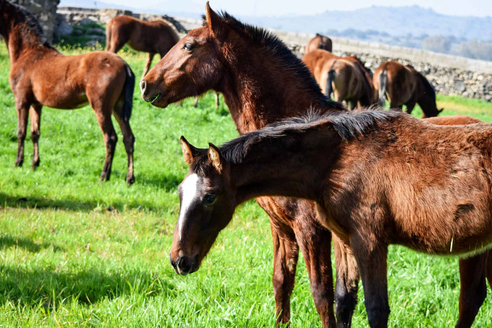 Winter pasture in Spain