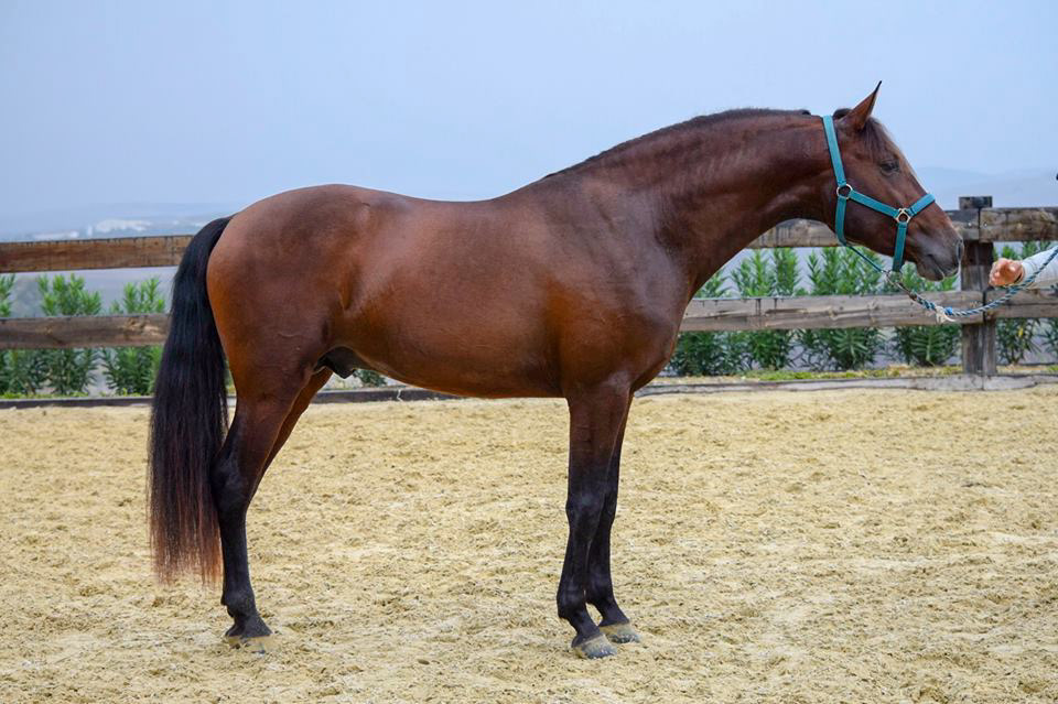 Bolero Real, 3 years / años. © CavalReal