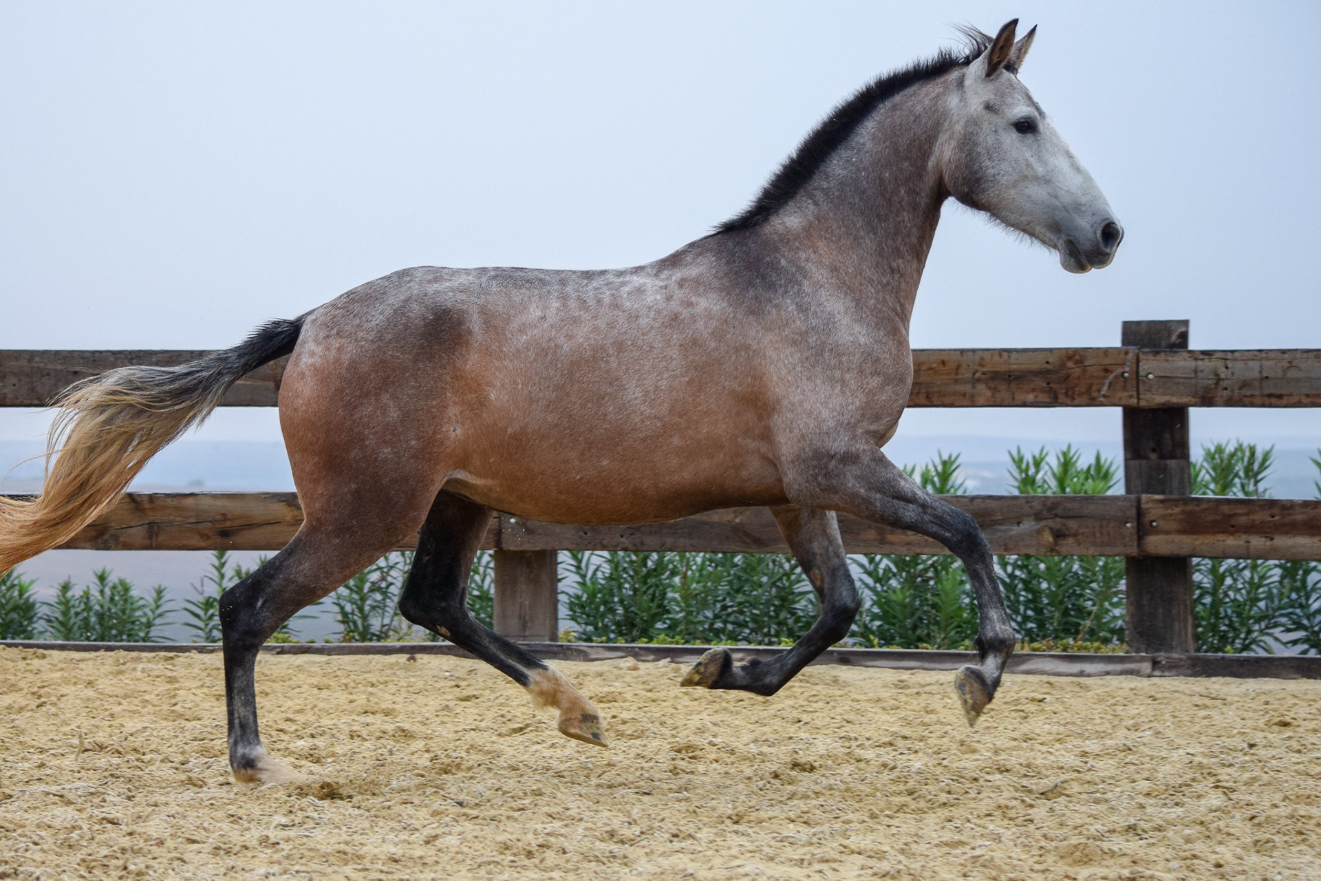Bohemia Real, Pura Raza Española, 2 years / años