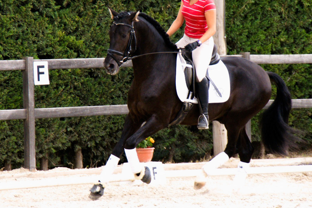 Black PRE Stallion, 3 years