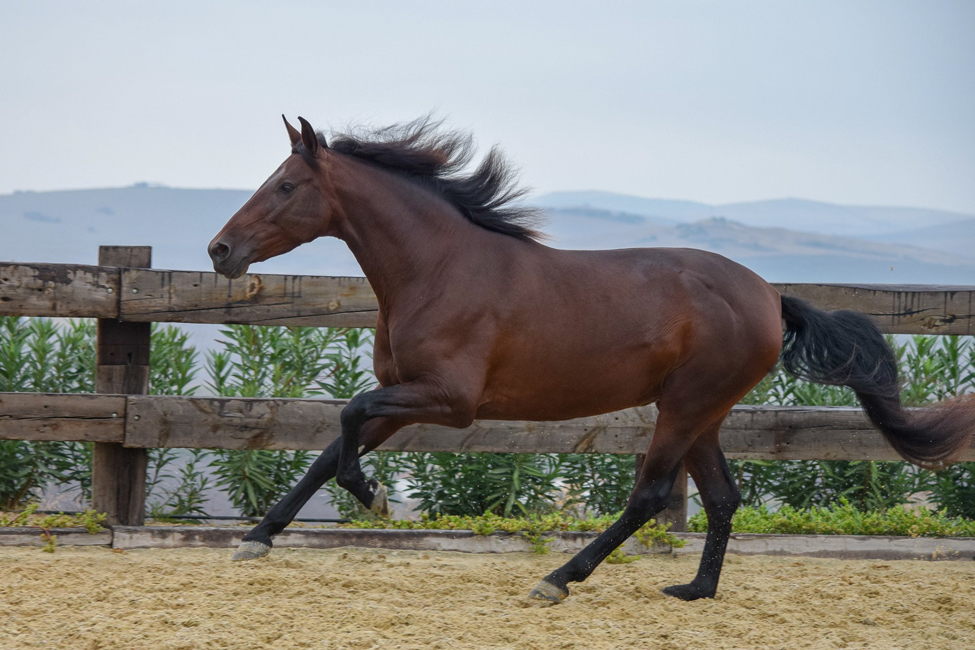 Sueca III, 6 years / años. © CavalReal