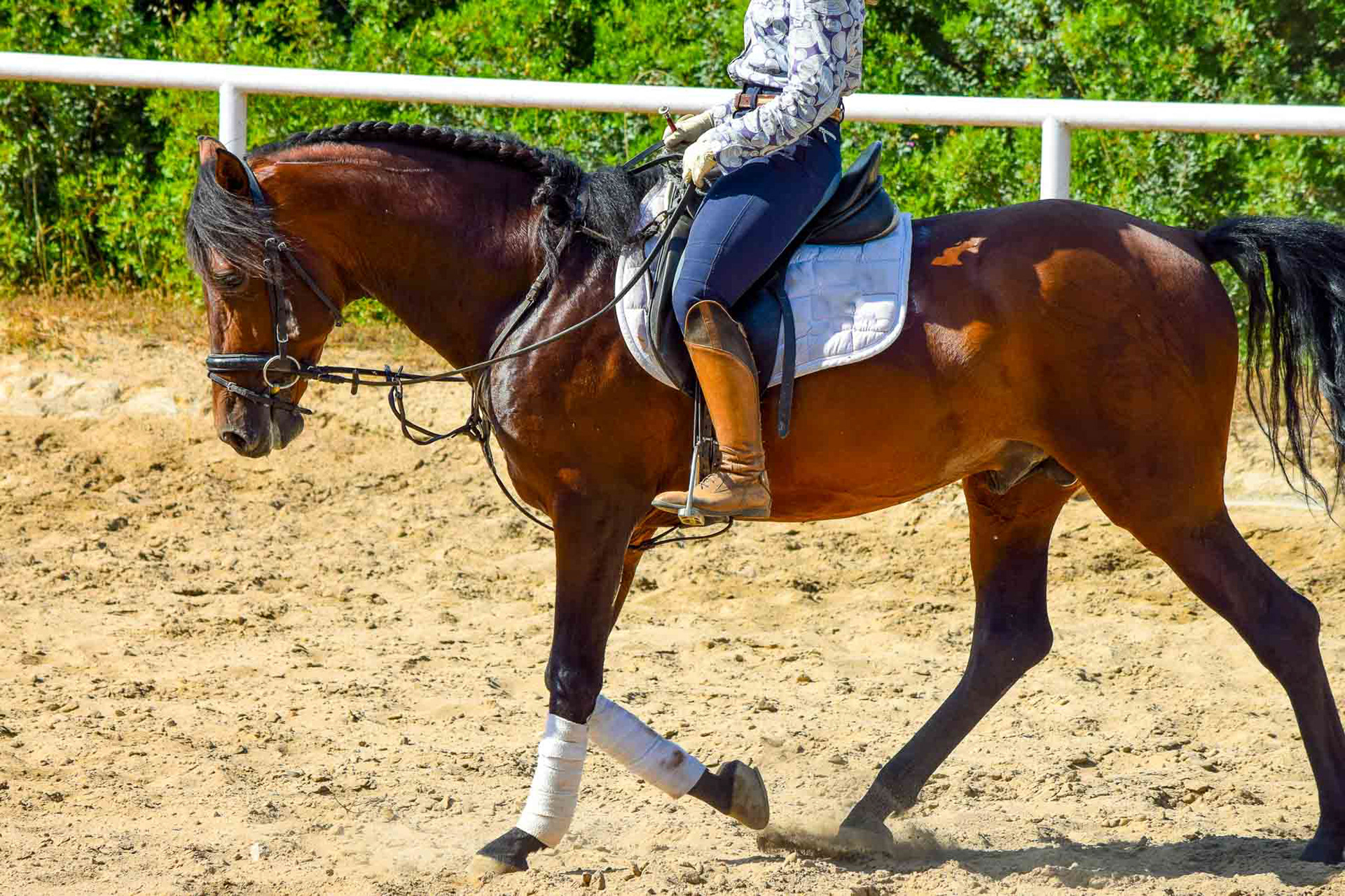 Alpha Real PRE Dressage Prospect 5 years © Valentina CR 2019