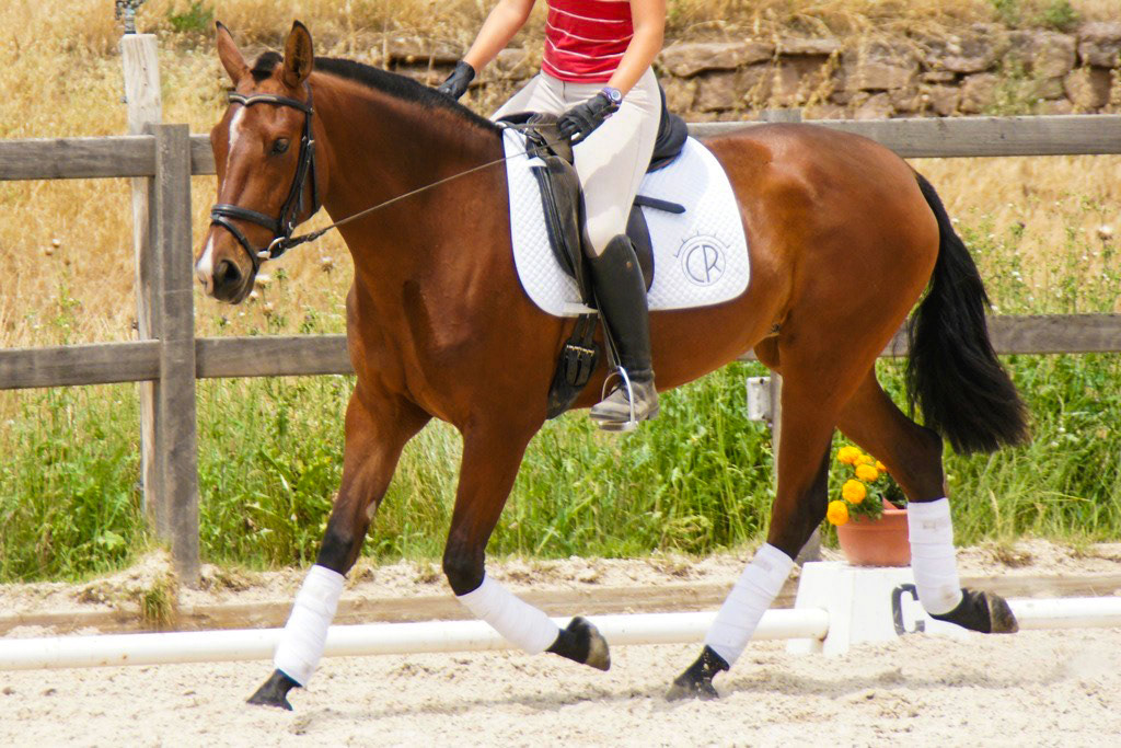 First weeks under saddle - Hechizo VG 3 years
