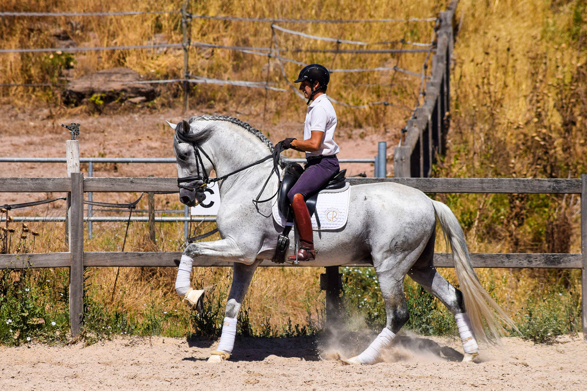 Expressive PRE Stallion 11 years