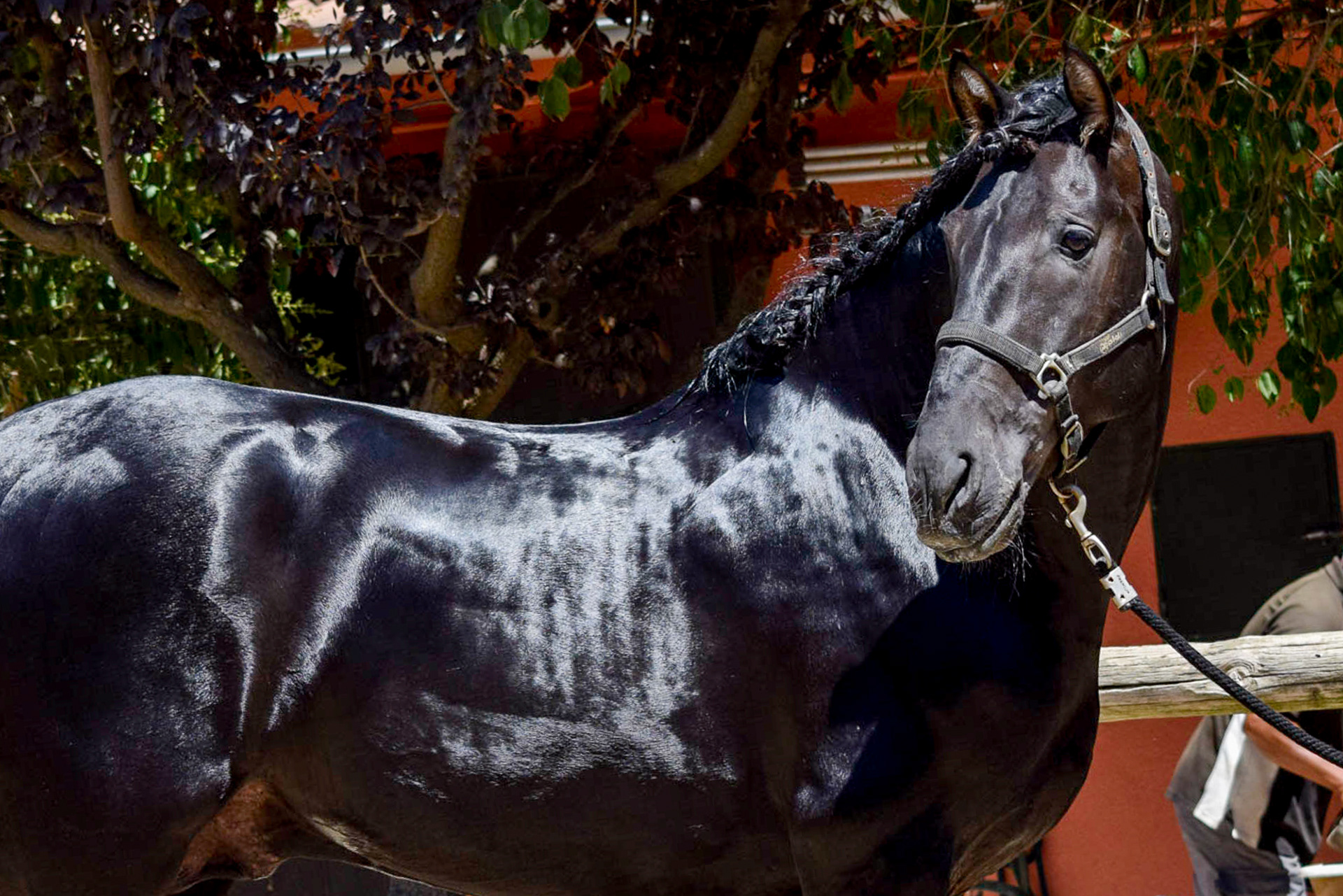 Alejandro, 7 yrs | Photo © CavalReal