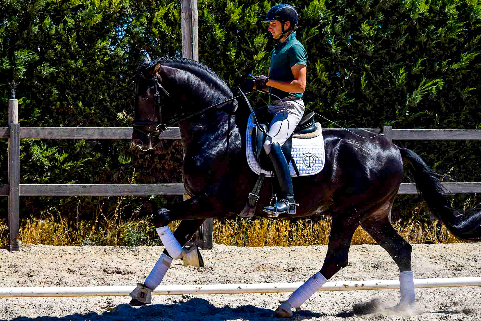 Black PRE Stallion 7 years © VCR