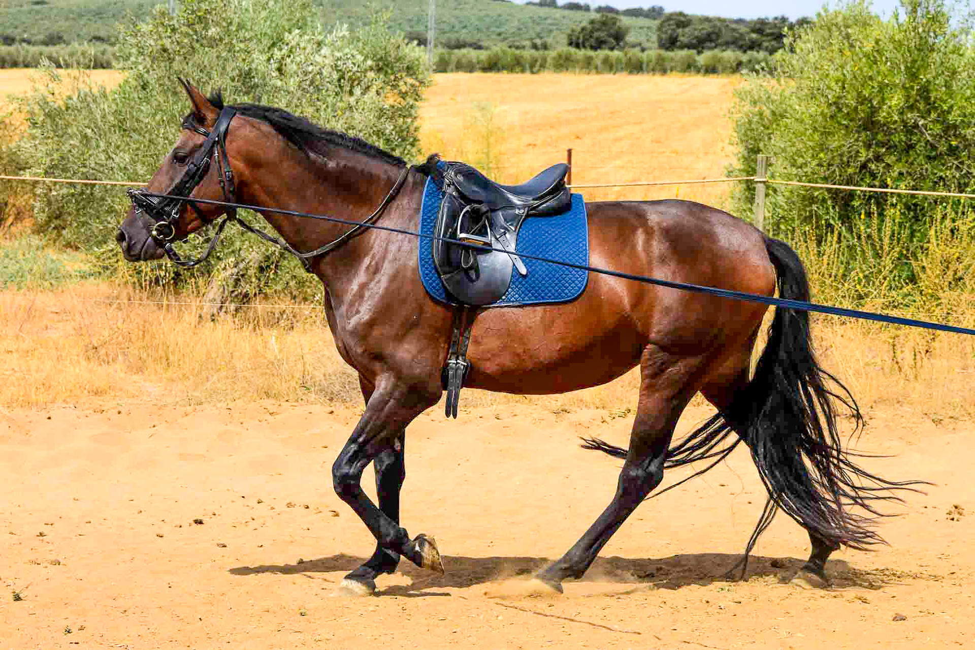 Sueca III, PRE Andalusian Mare, 4 years / años. © CavalReal