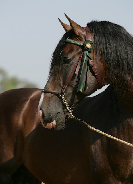 Gala's father Mariscal XLIX