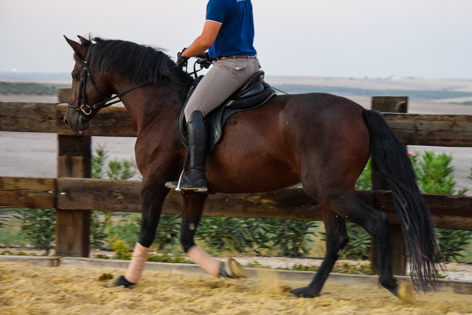 Sueca III, PRE Andalusian Mare, 5 years / años. © CavalReal