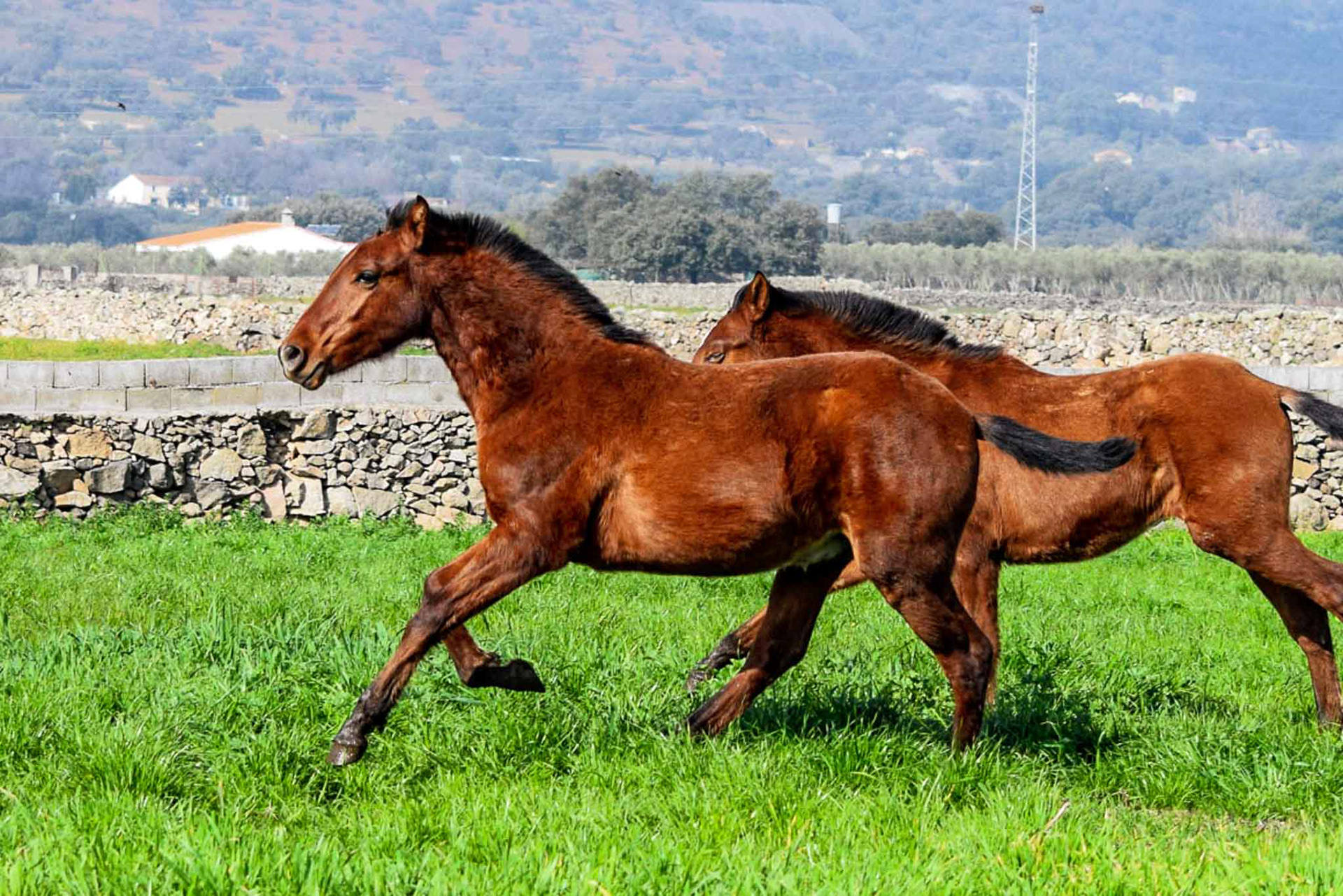 Winter pasture in Spain